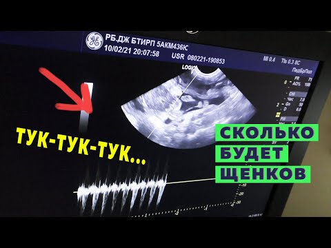 Видео: УЗИ. Сколько щенков. Вес шпица Бэллы. Какие витамины давать беременной собаке. Примерный срок родов