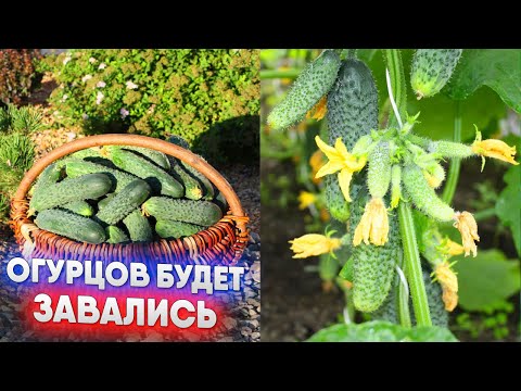 Видео: Огурцов будет  -  завались