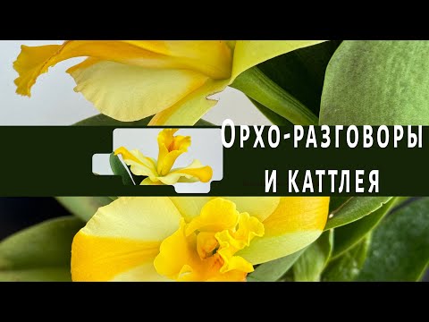 Видео: Я влюбляюсь в этот род семейства орхидей!Формирую цветонос. Посадка не айс