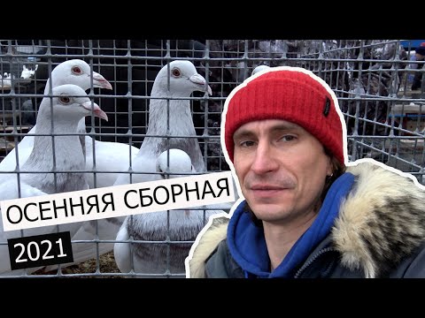 Видео: ОСЕННЯЯ СБОРНАЯ 2021. Москва, рынок "Садовод" 27.11.2021