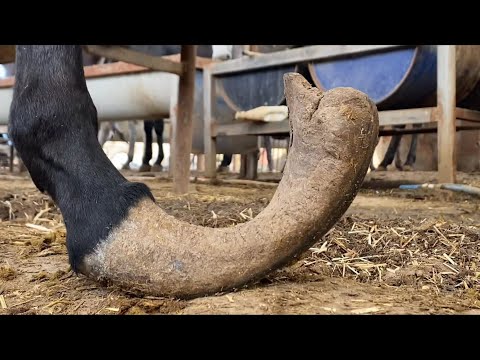 Видео: Копыто этого старого осла за 8 лет сильно разрослось и стало разумным! Так расслабляет!