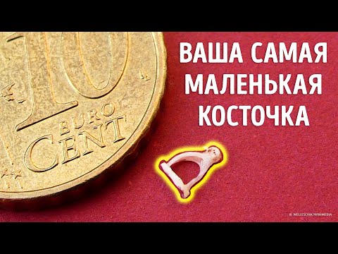 Видео: Поразительные секреты человеческих костей! Вы не поверите, что находится внутри