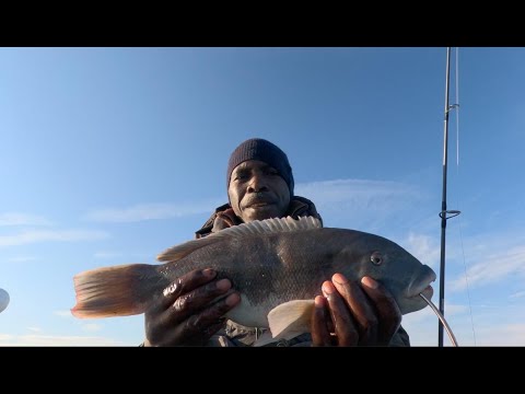 Видео: Ооооооооо! Мой третий чёрный кипер этого сезона (рыболовное приключение Tautog)