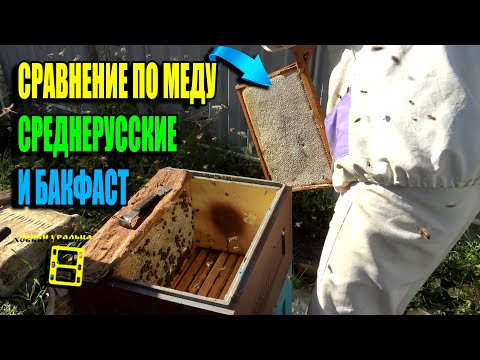Видео: СКОЛЬКО МЕДА ПРИНЕСЛИ СРЕДНЕРУССКИЕ ПЧЕЛЫ И БАКФАСТ. ОТЗЫВ ПО ГОДУ. ДЛЯ НАЧИНАЮЩИХ ПЧЕЛОВОДОВ 22-34
