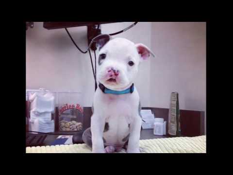 Видео: СПАСЕНИЕ ЩЕНКА С ВОЛЧЬЕЙ ПАСТЬЮ