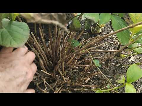 Видео: Нужна ли обрезка гортензий осенью. 