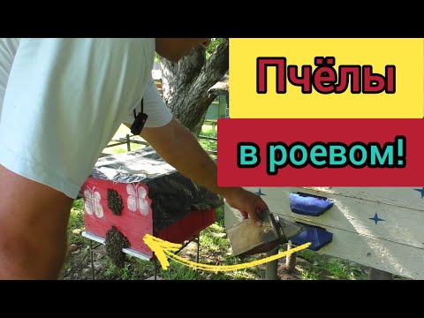 Видео: Как понять что семья вошла в роевое состояние? Пчеловодство легко и просто. Пасека это не сложно.