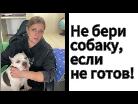 Видео: Не бери собаку до просмотра этого видео. Думаешь о покупке?-подумай ещё !)