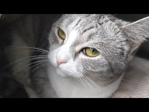 Видео: Аж целых два герцога