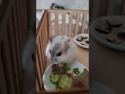 Видео: Как ухаживать за джунгариком How to care for a hamster