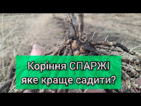Видео: Спаржа. Яке коріння і коли краще садити?