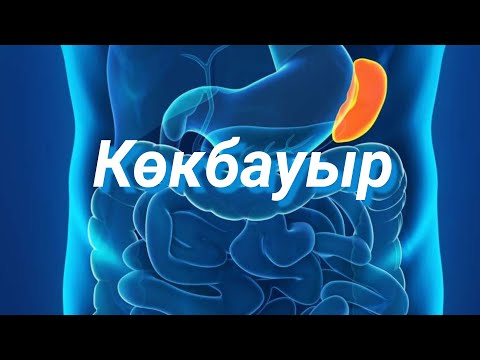 Видео: Көкбауыр | Қызметі | Құрылысы           #spleen #селезенка