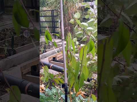 Видео: #польша Как вырастить персик из косточки #огород #влог #дача #сад