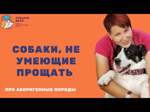 Видео: Собаки, не умеющие прощать: особенности мало инфантильных собак