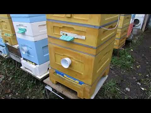 Видео: зимовка пчел с открытым сетчатым дном или с закрытым , что выбрать в ульях ППУ и ППС