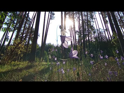 Видео: Дао 🍁 Осени в прямом эфире ! Утро ☀️ Цигун ☯️ Тайцзи !