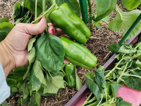 Видео: Потери июня - перец, розы, виноград. Огородная текучка, подвязка перца, стрижка томатов