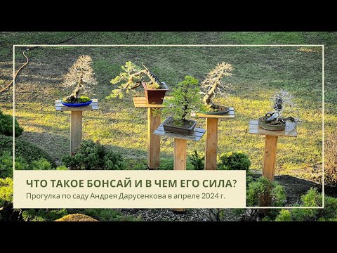 Видео: Что такое бонсай и в чем его сила?