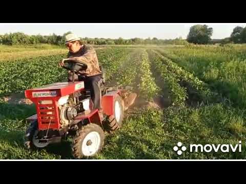 Видео: Мт110 Второе окучивание картофеля