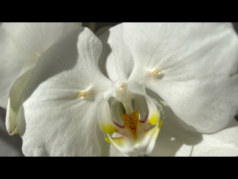 Видео: Новые шедевры в моей коллекции 🤍. Редкие орхидеи бабочки.🦋🦋🦋