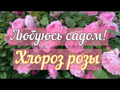 Видео: Любуюсь садом и обсуждаю проблему «Хлороз розы»