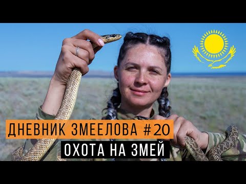 Видео: ОХОТА за СТРЕЛОЙ-ЗМЕЕЙ в Казахстане / Змеелов - ученый