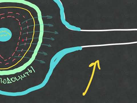 Видео: Нефрология - АФО почек - Урок первый