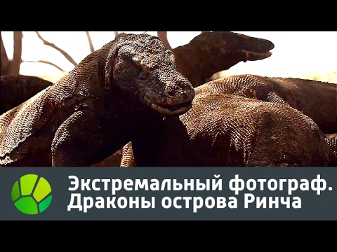 Видео: Экстремальный фотограф. Драконы острова Ринча | Живая Планета
