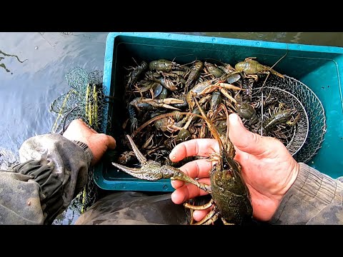 Видео: По ВЕДРУ РАКОВ в КАЖДОЙ РАКОЛОВКЕ! Ловля раков! #РакиFISHINGPRO