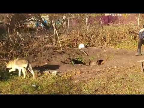 Видео: 38 Часть про базу 