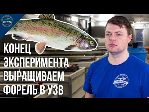 Видео: Конец эксперимента «Выращиваем форель в УЗВ на тёплой воде»