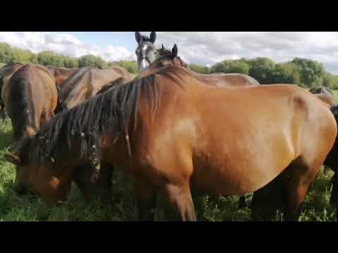 Видео: Лошади круглосуточный выпас. ранения у взрослой кобылки