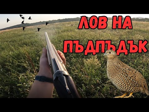 Видео: ЛОВ НА ПЪДПЪДЪЦИ 2024!