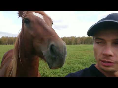 Видео: Новости и обновки нашей мини-фермы КРС.