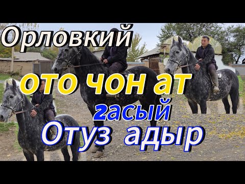 Видео: Отуз адырда Орловский порода