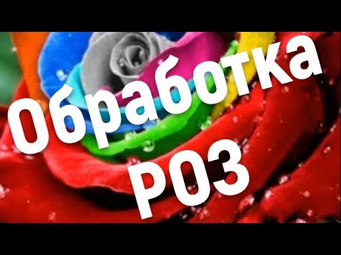 Видео: РОЗА ТРЕБУЕТ БОЛЬШОГО ВНИМАНИЯ. ОЧЕРЕДНАЯ ОБРАБОТКА ОТ БОЛЕЗНИ И ВРЕДИТЕЛЕЙ.