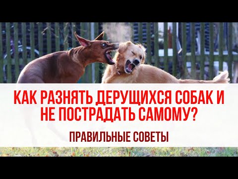 Видео: Как разнимать дерущихся собак и при этом не пострадать? Правильные советы