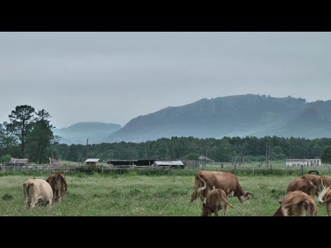 Видео: "НУ и НУ!": Тигирек - душа Алтая. Часть 3 (Бийское телевидение)