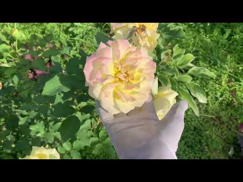 Видео: Сад в сентябре. Остатки роскоши.