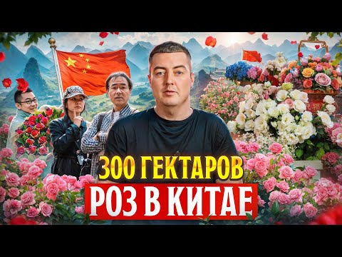 Видео: Как плантация за 3 года выросла до 22,5 тысяч гектар? | Цветы оптом | Китай