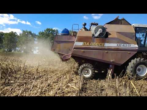 Видео: Уборка подсолнуха пионер ле-25 17.09.2018