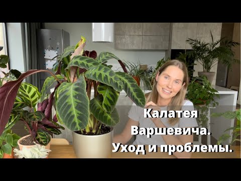 Видео: Калатея Варшевича. Требования к содержанию. Проблемы в уходе.