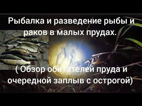 Видео: Рыбалка и разведение рыбы и раков в малых прудах. ( Обзор обитателей пруда и заплыв с острогой) 