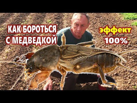 Видео: КАК БОРОТЬСЯ С МЕДВЕДКОЙ / Самый эффективный способ борьбы с медведкой в огороде!