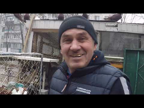 Видео: Уральские, Ейские,Омские статные голуби.3ч.