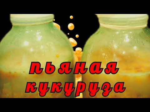 Видео: ПЬЯНАЯ КУКУРУЗА. УБОЙНАЯ ПРИКОРМКА И НАСАДКА ДЛЯ РЫБАЛКИ ! ВКУСНЯТИНА ДЛЯ САЗАНА И КАРПА!