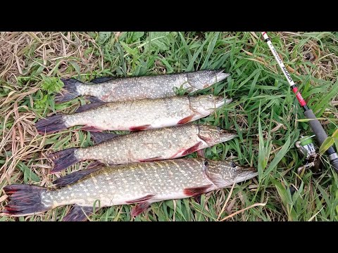 Видео: Щука сплав река Днепр