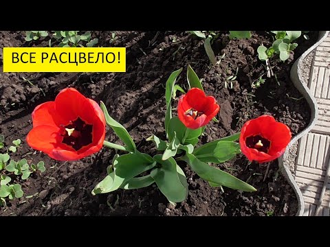 Видео: Обзор огорода и теплиц с томатами 10 мая. Ольга Чернова