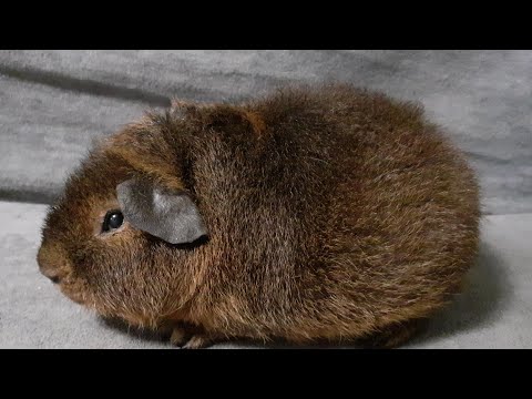 Видео: Американский тедди золотой агути из питомника ZLATO VLASKA