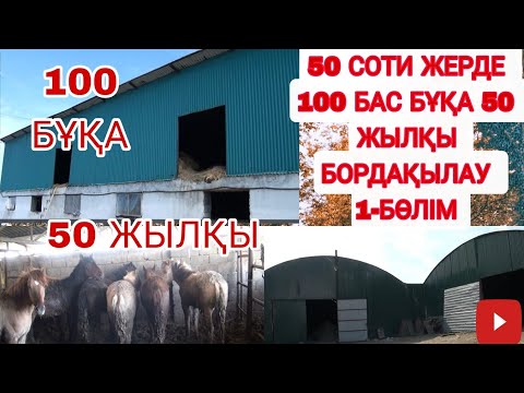 Видео: 50 СОТИ ЖЕРДЕ 100 БАС БҰҚА 50 БАС ЖЫЛҚЫ БОРДАҚЫЛАУ/ ОТКОРМ 1-БӨЛІМ